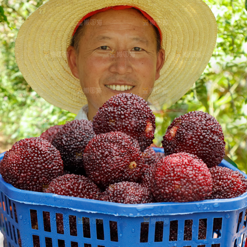 手里拿着新鲜大杨梅