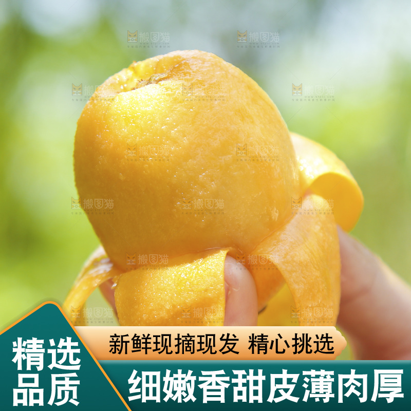 手里拿着五星枇杷