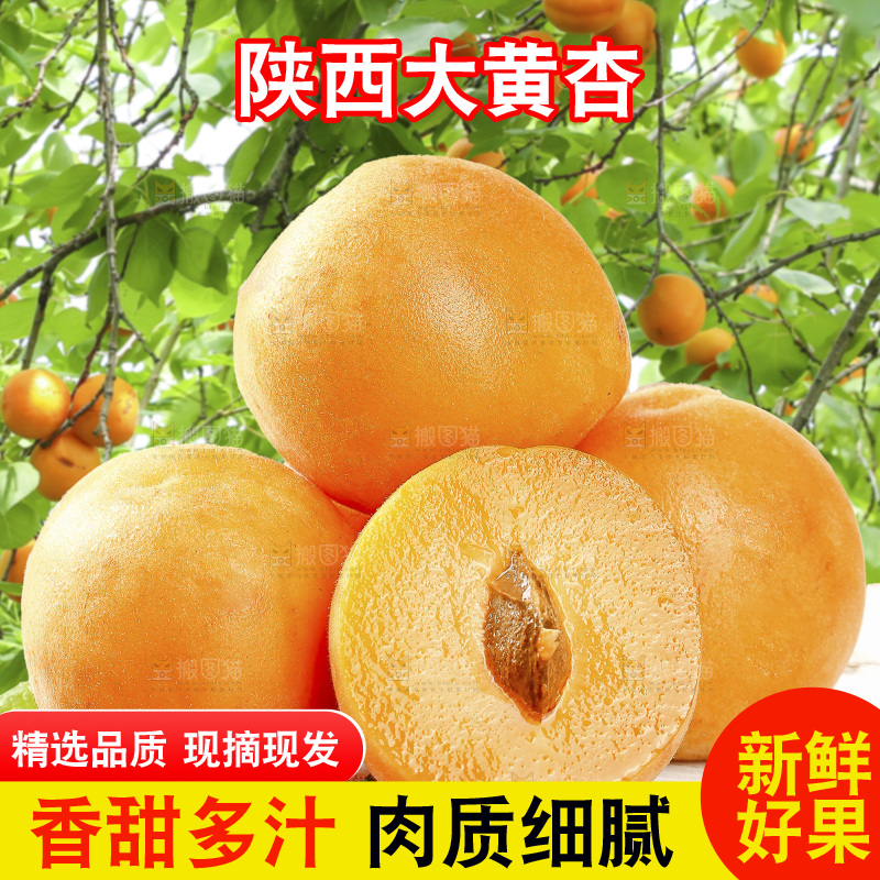 堆放着的大黄杏