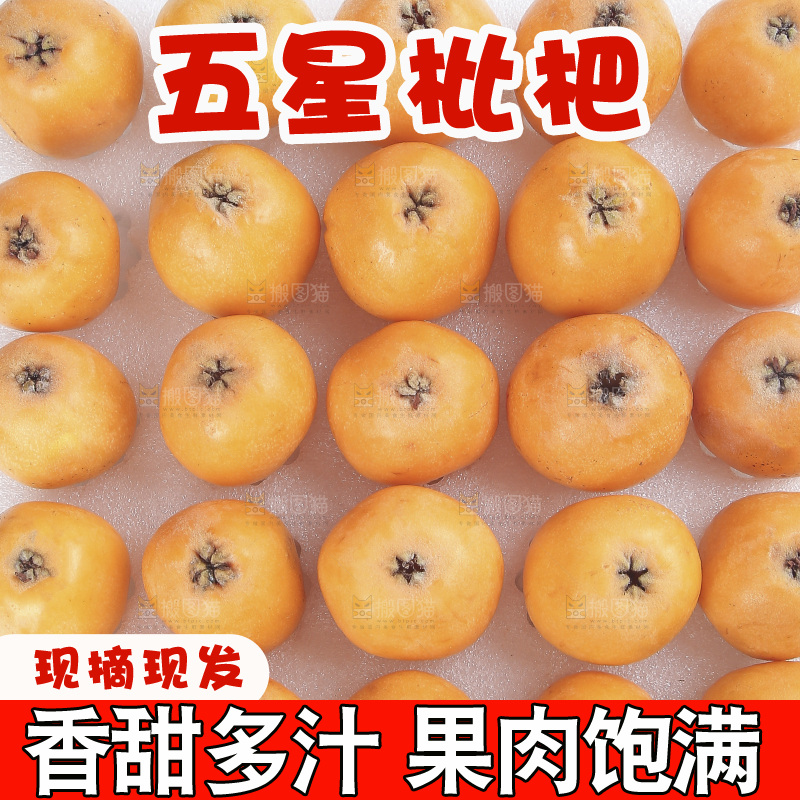 枇杷主图