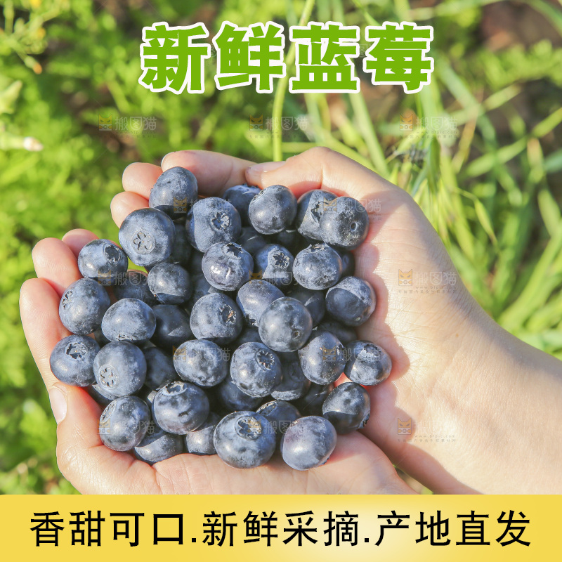 手里拿着新鲜蓝莓