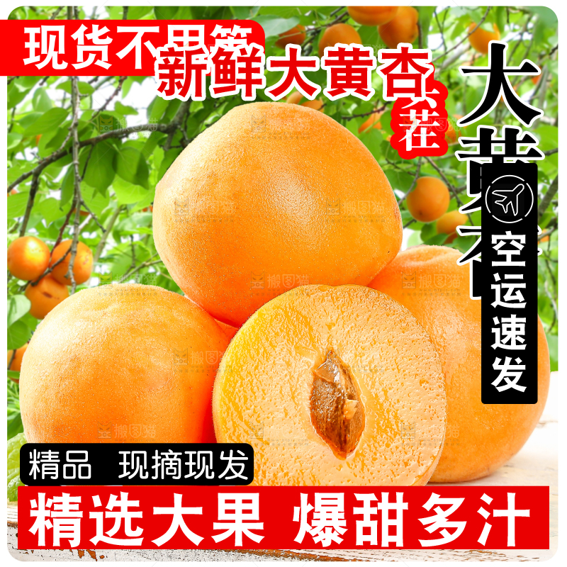 新鲜大黄杏主图