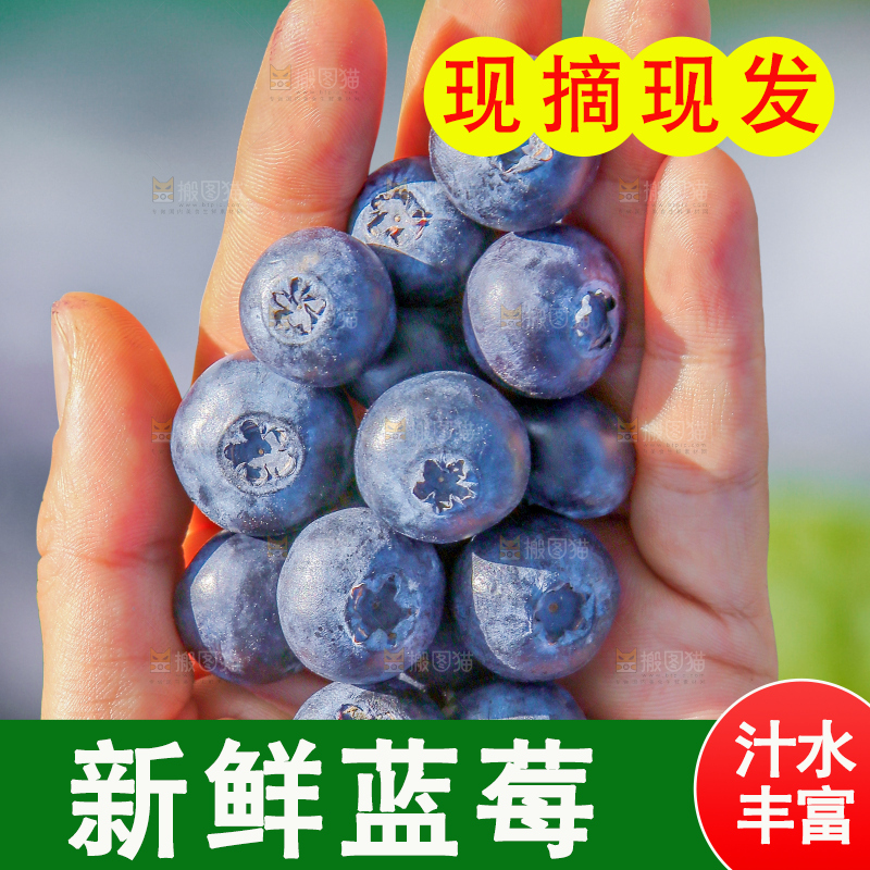 堆放着的新鲜蓝莓