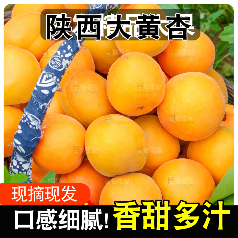 大黄杏主图
