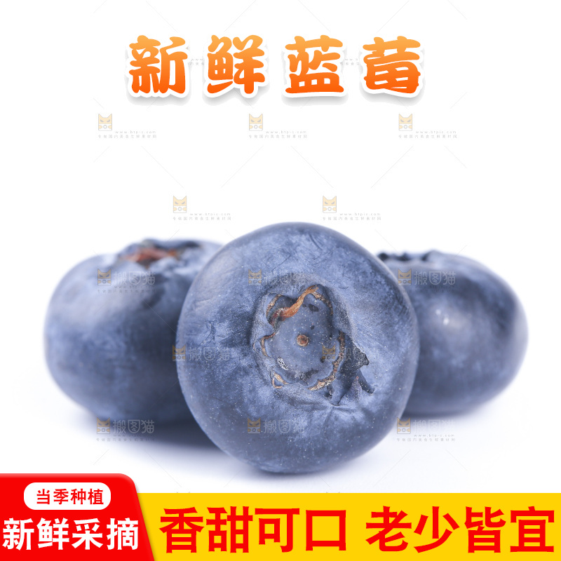 浅底上的怡颗梅