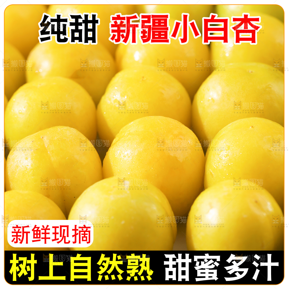新疆小白杏主图