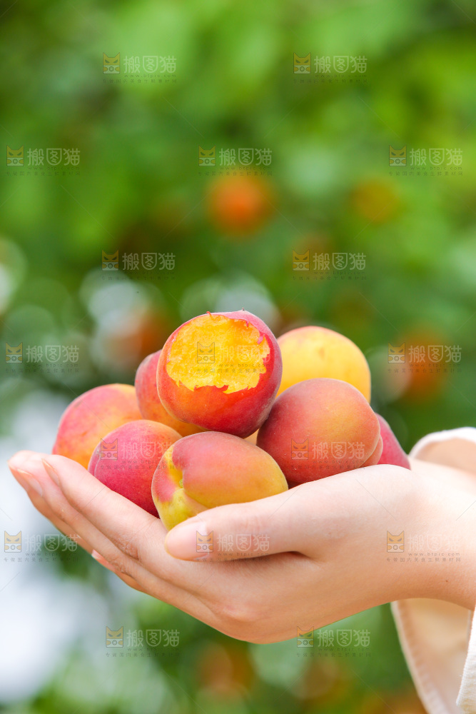 手里拿着新疆小红杏