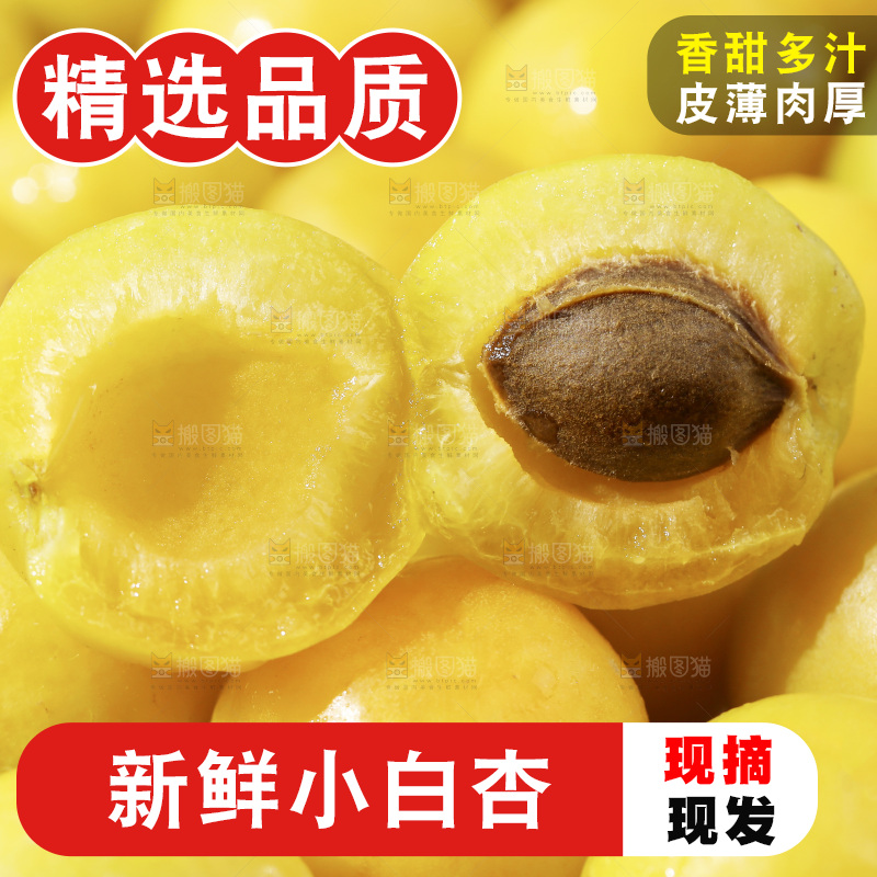 新疆小白杏主图