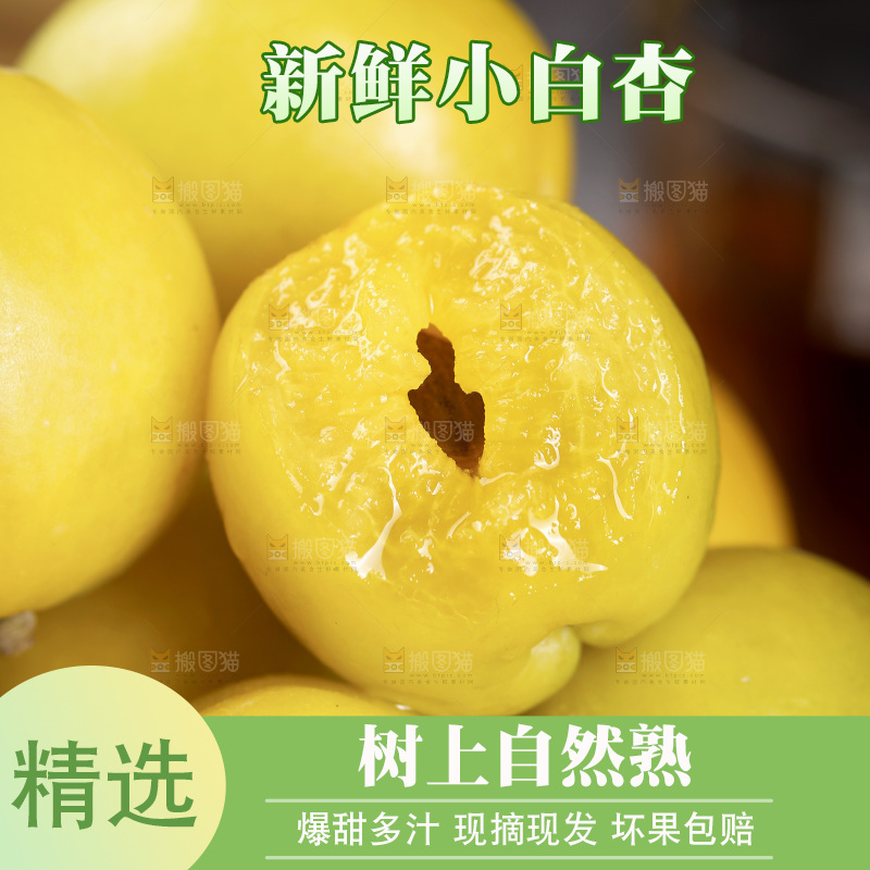 新疆小白杏主图