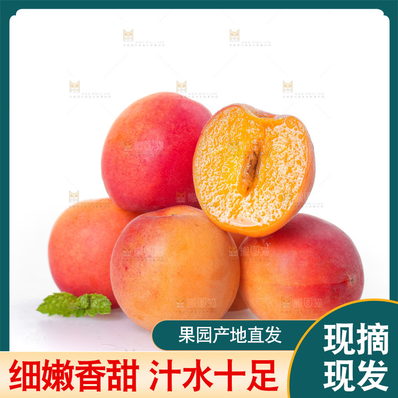 白底上的新疆小红杏