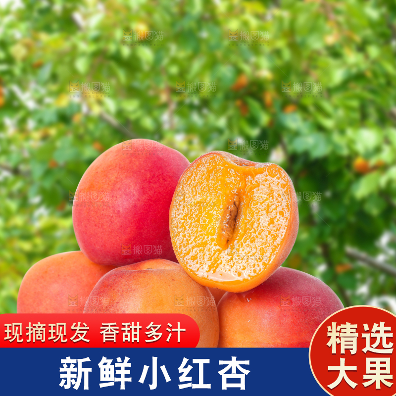 堆放着的新疆小红杏