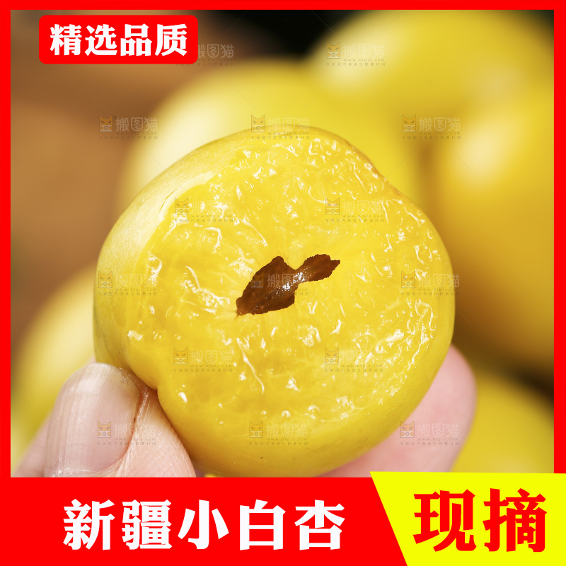 新疆小白杏主图