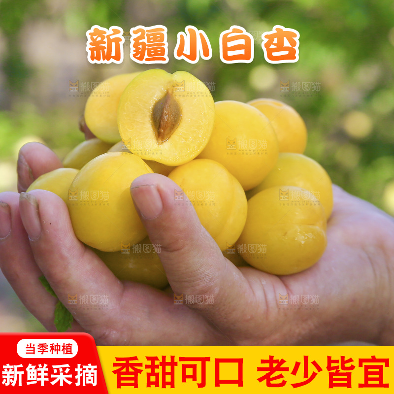 新疆小白杏主图