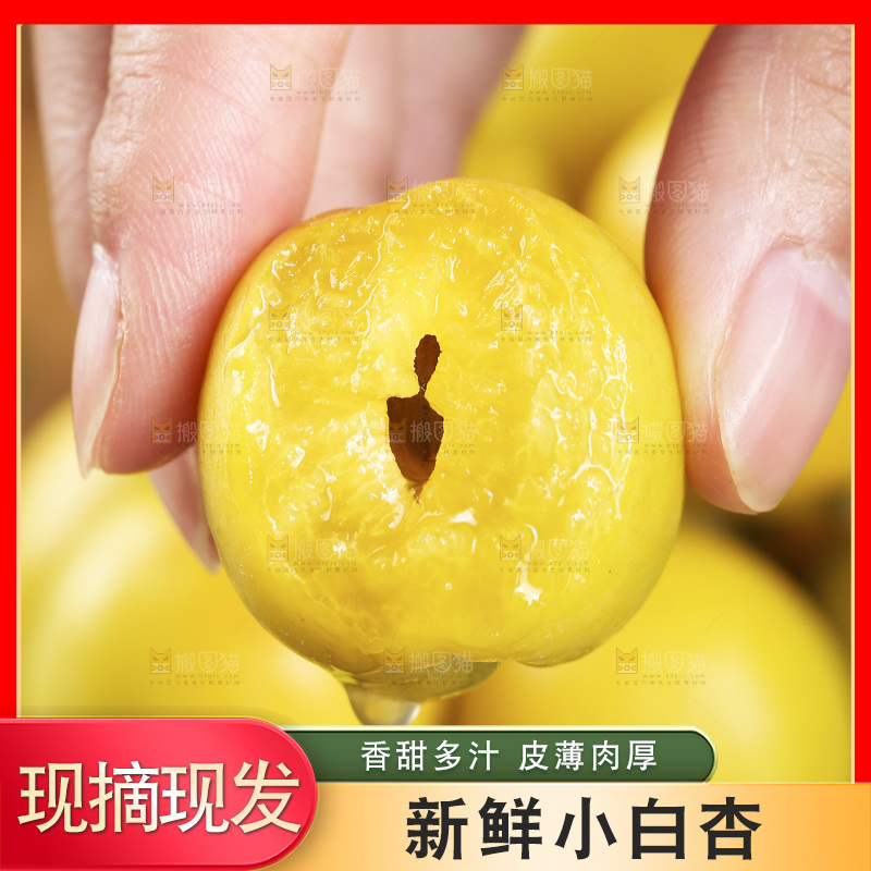 新疆小白杏主图
