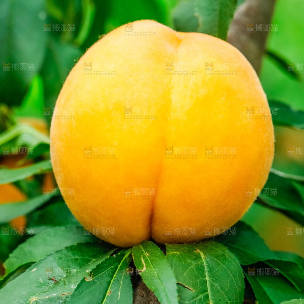 手里拿着砀山黄桃