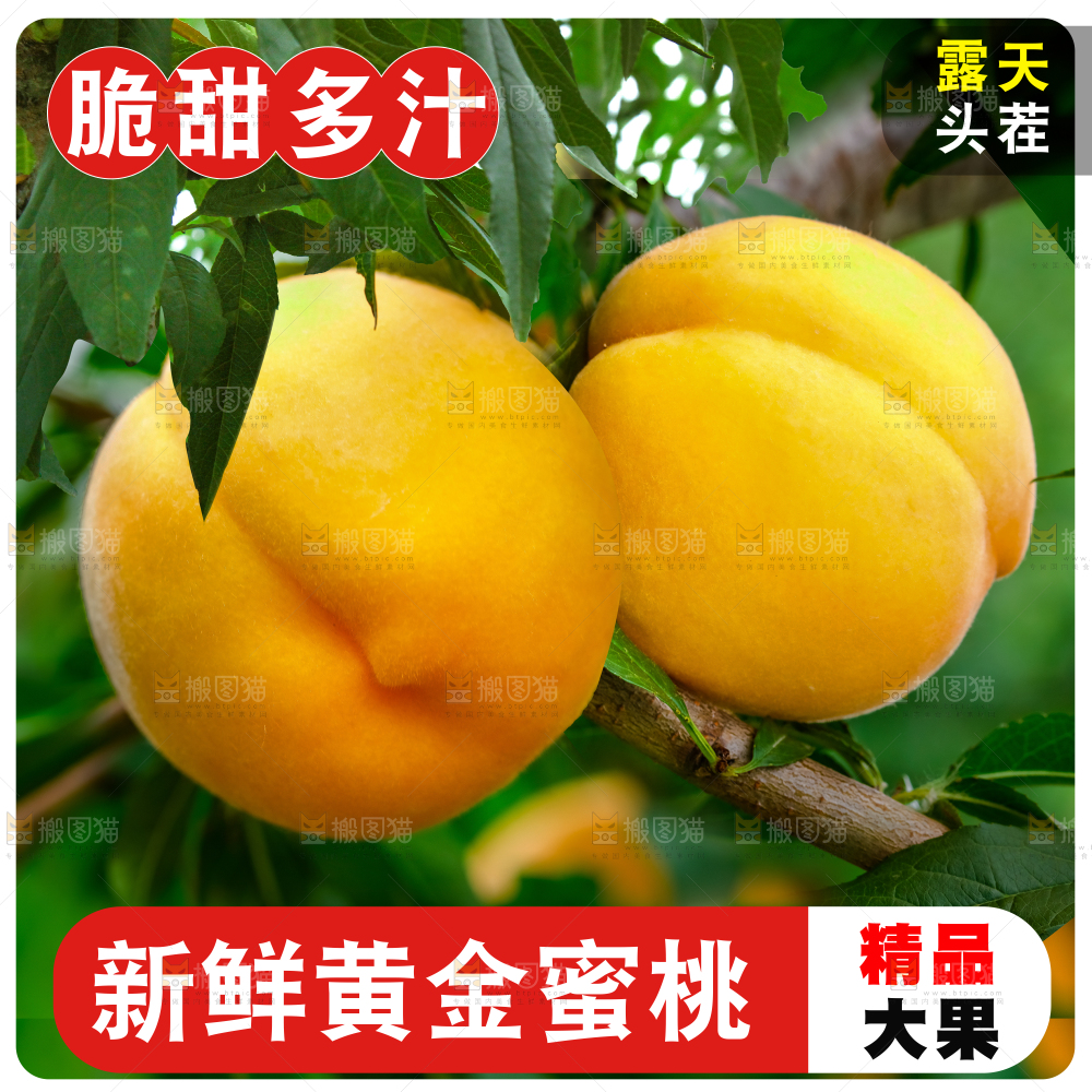 砀山黄桃主图