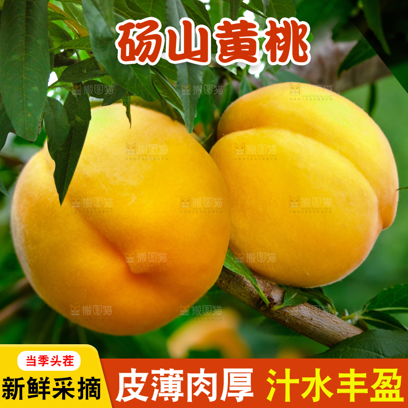 手里拿着砀山黄桃