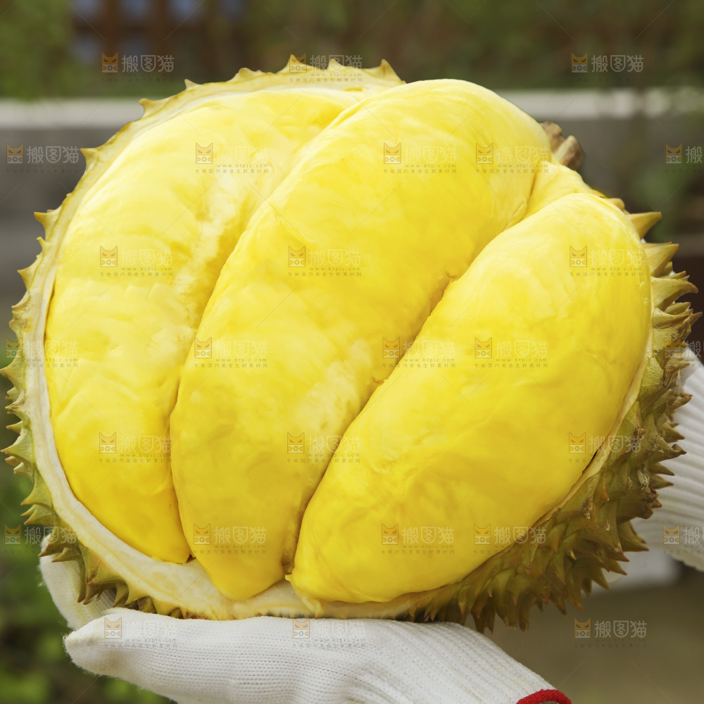 金枕榴莲