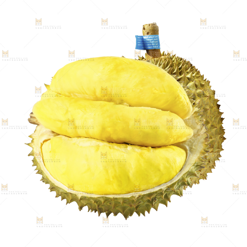 白底上的金枕榴莲