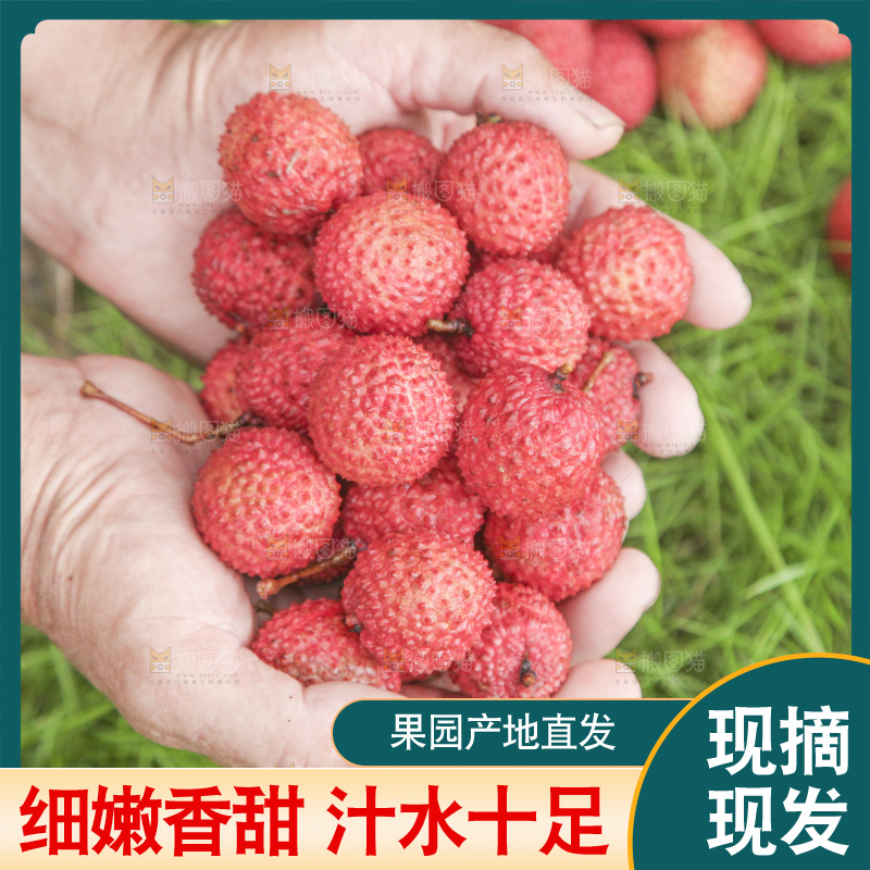 手里拿着桂味荔枝