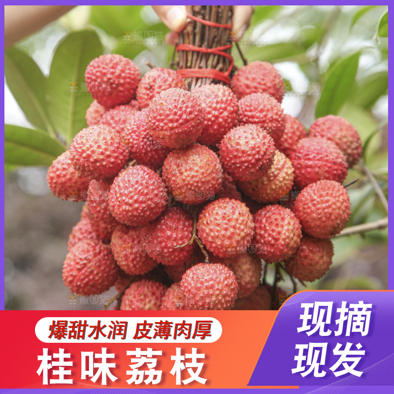 手里拿着一串桂味荔枝