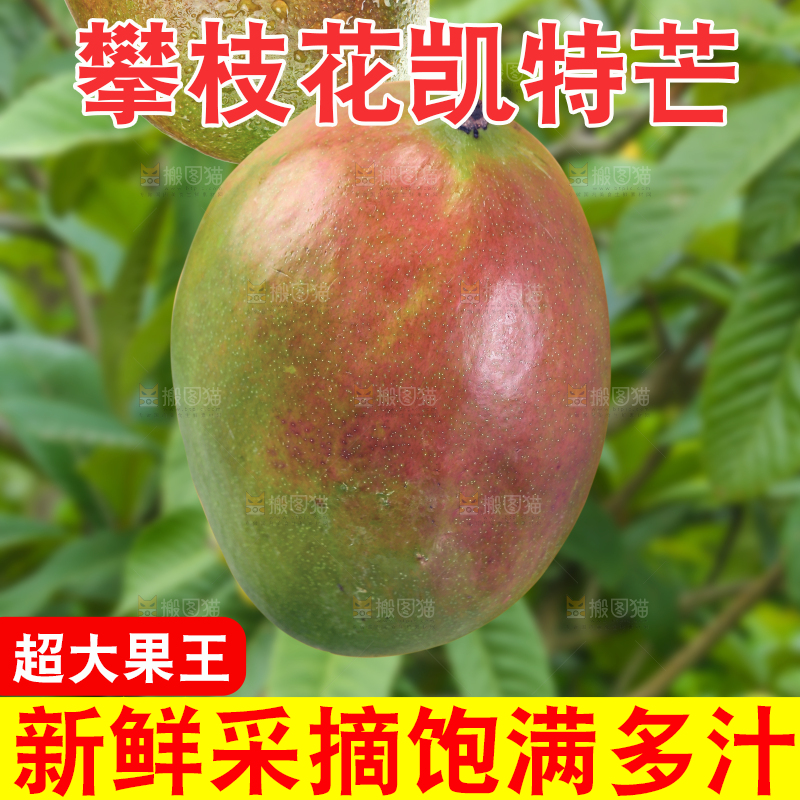 新鲜凯特芒