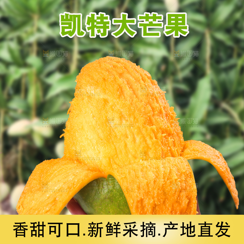 凯特芒主图