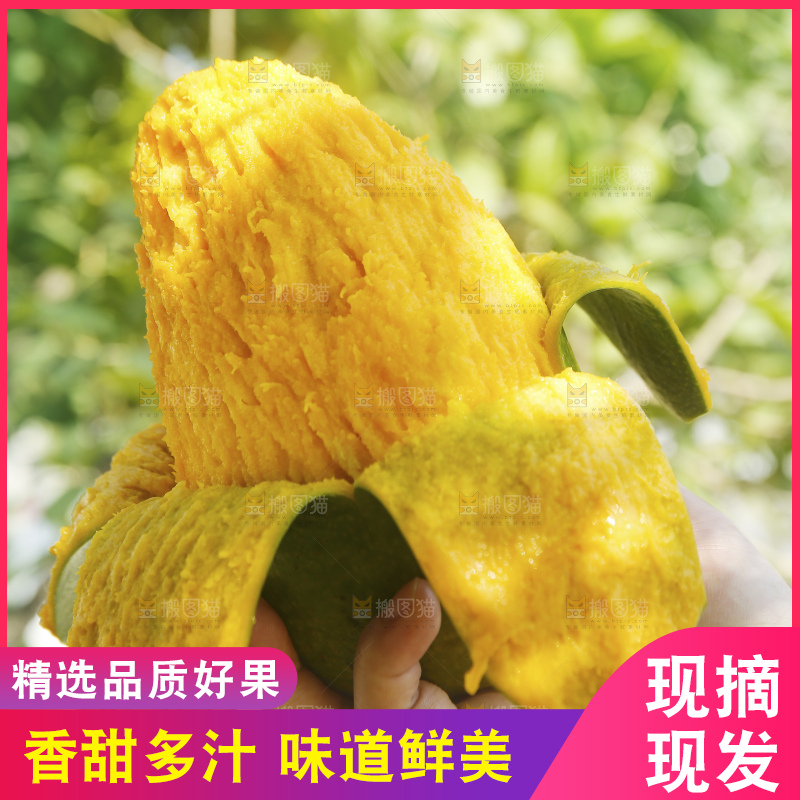 凯特芒主图