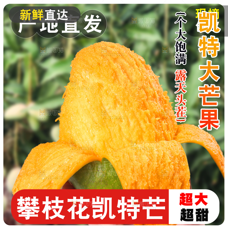 凯特芒主图