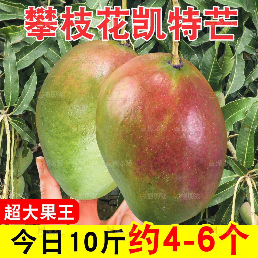 凯特芒果主图