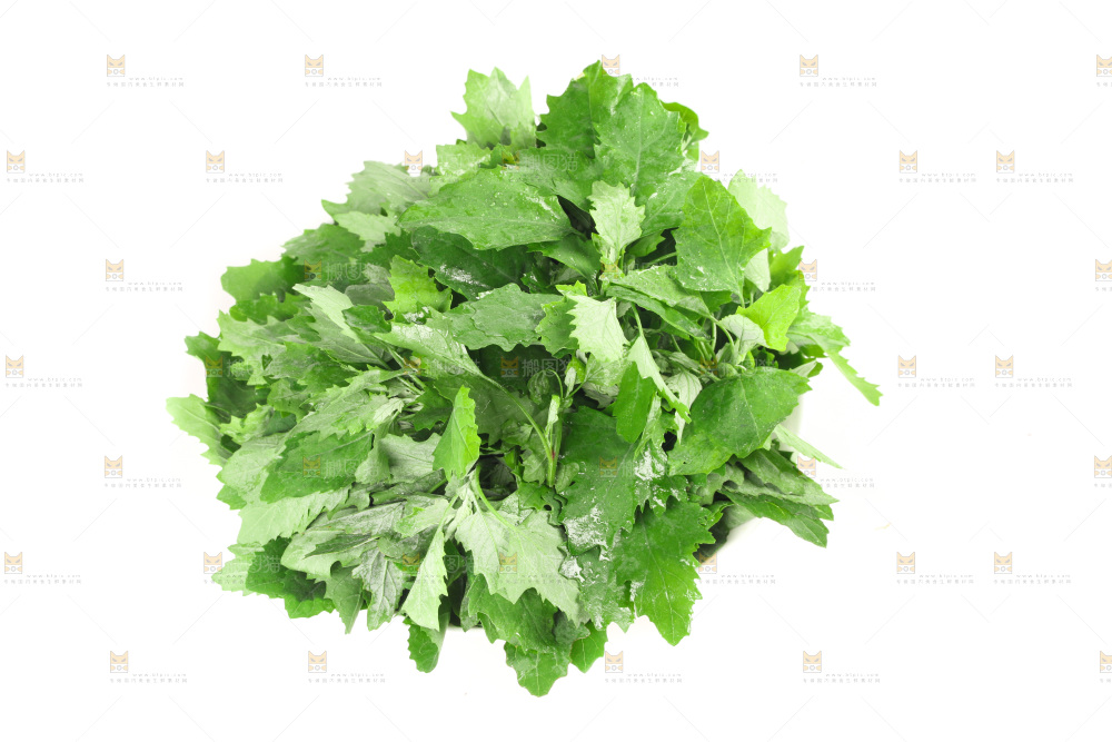 白底上的灰灰菜