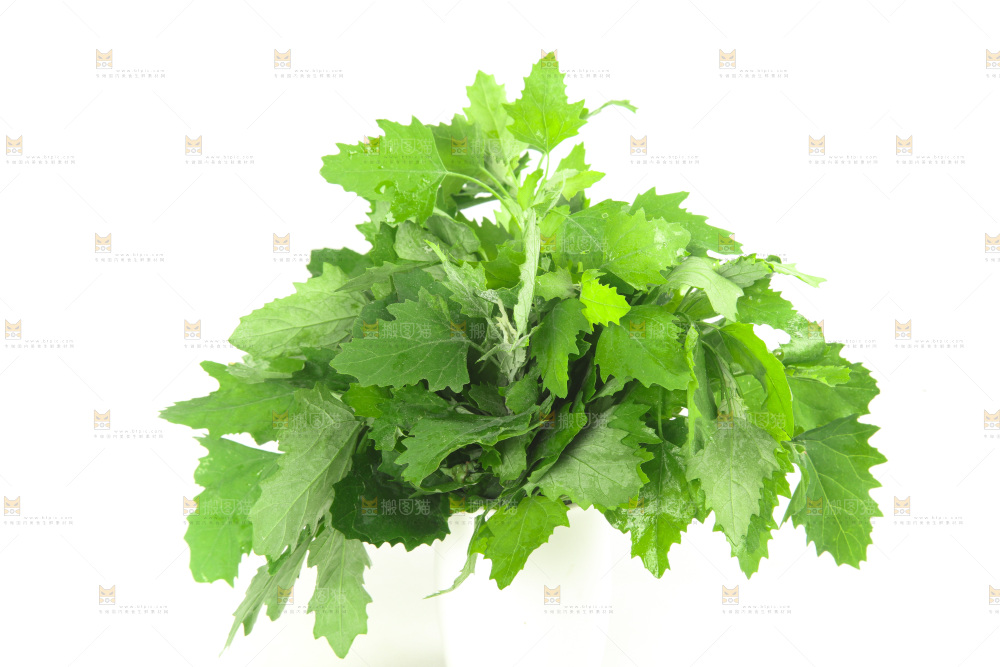 白底上的灰灰菜