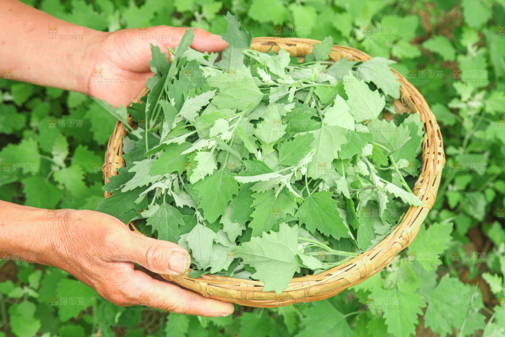 手里拿着新鲜灰灰菜