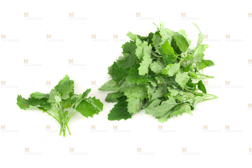 白底上的灰灰菜