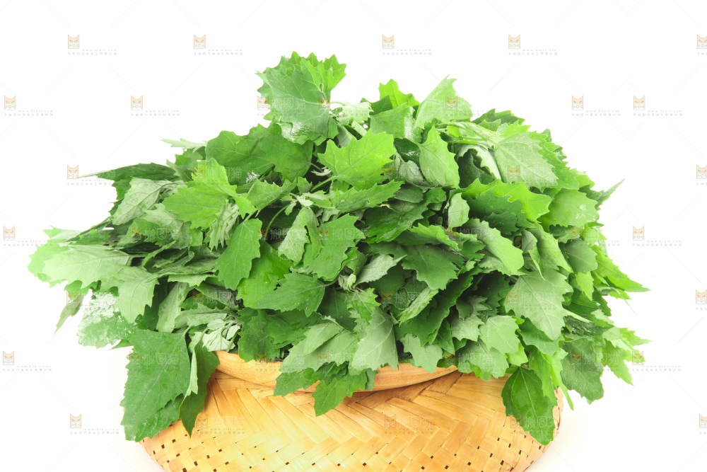 白底上的灰灰菜
