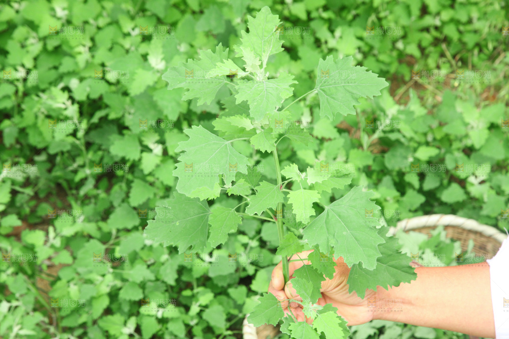 手里拿着新鲜灰灰菜