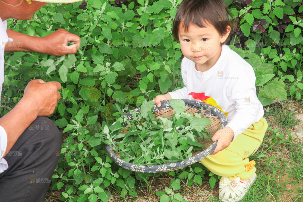 手里拿着新鲜灰灰菜