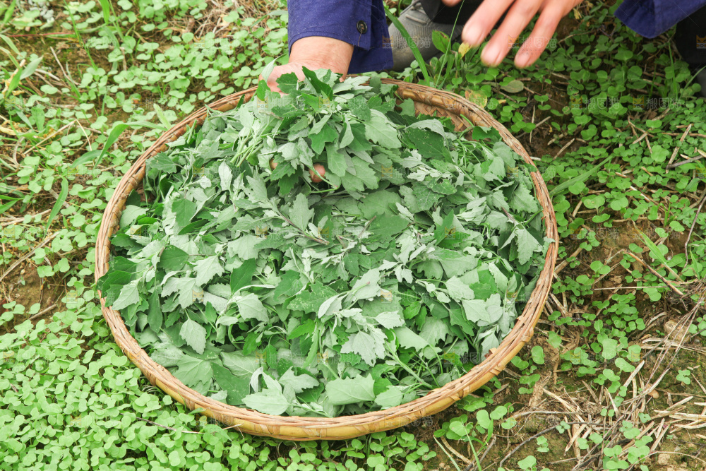 手里拿着新鲜灰灰菜