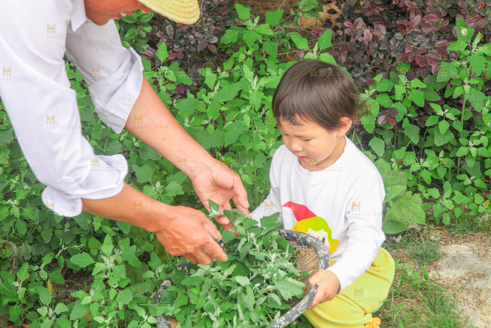 手里拿着新鲜灰灰菜