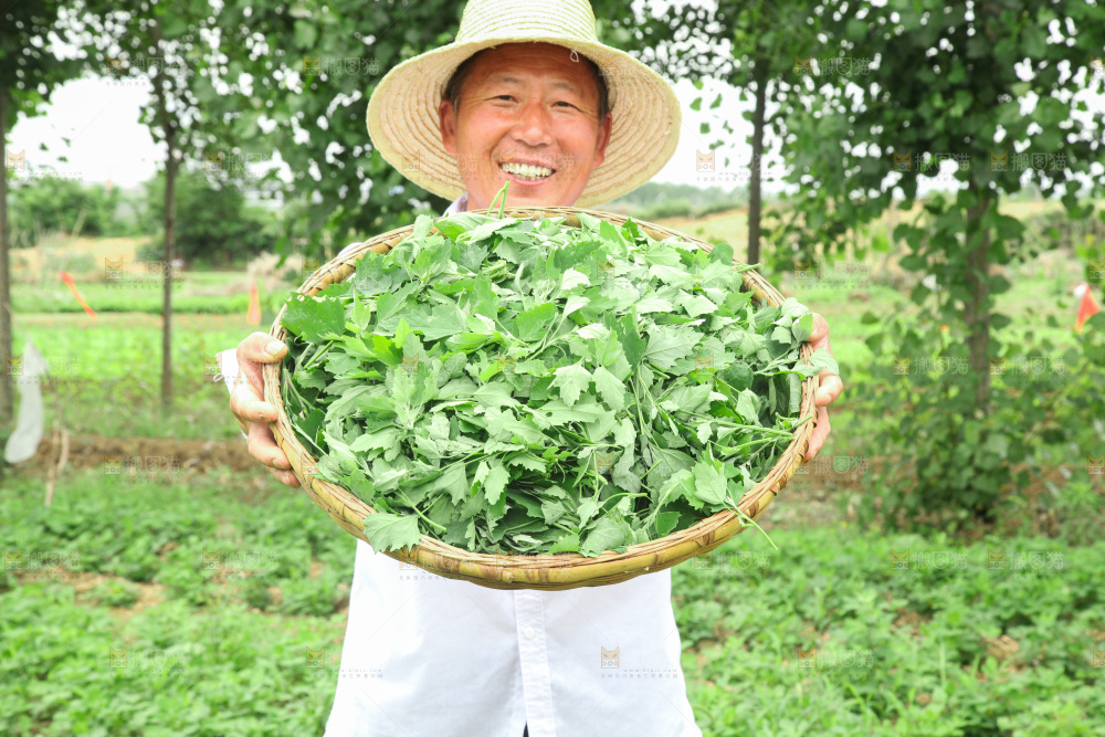手里拿着新鲜灰灰菜