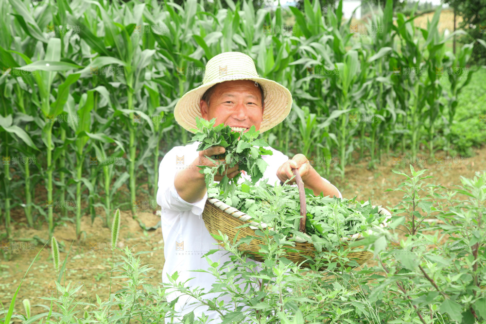 手里拿着新鲜灰灰菜
