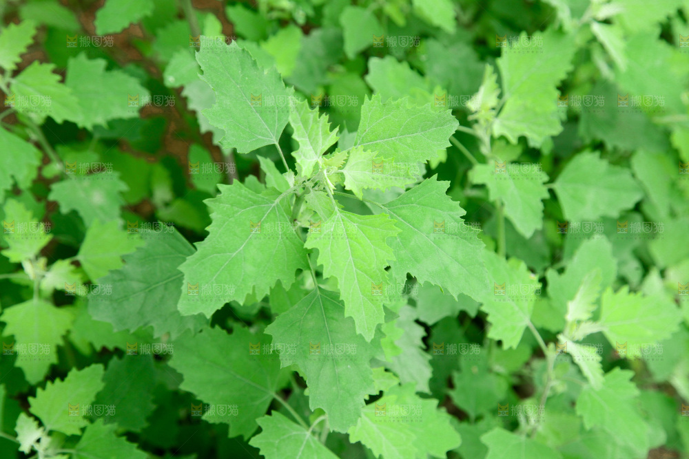 一大片灰灰菜