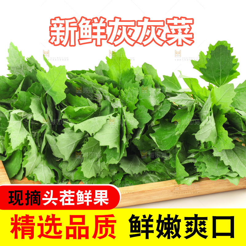 白底上的灰灰菜