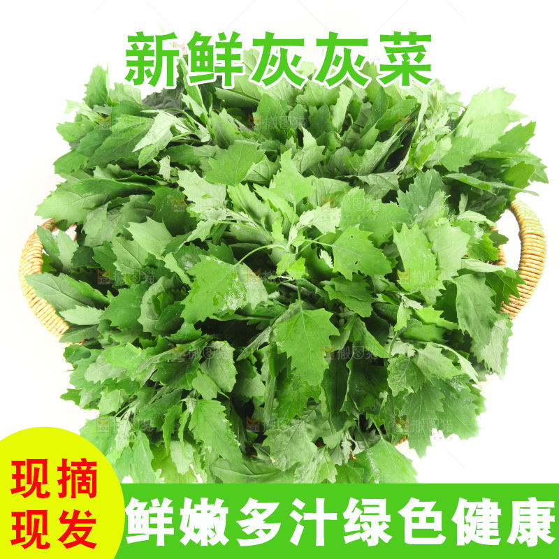 白底上的灰灰菜