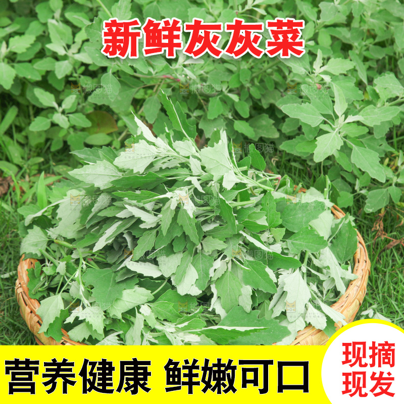 手里拿着新鲜灰灰菜