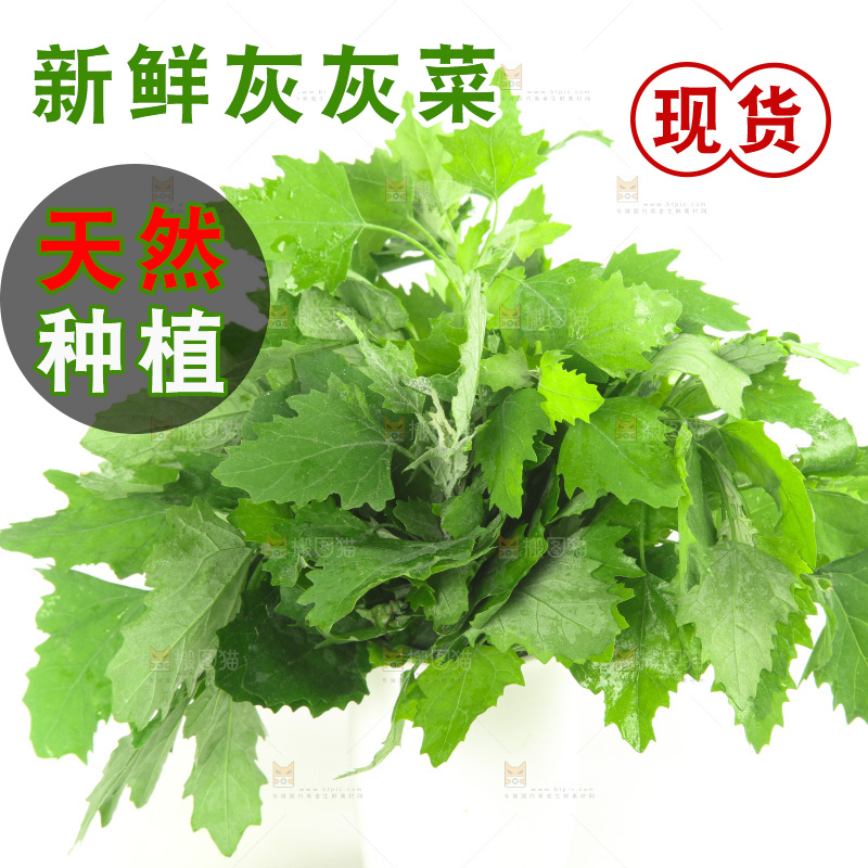 白底上的灰灰菜
