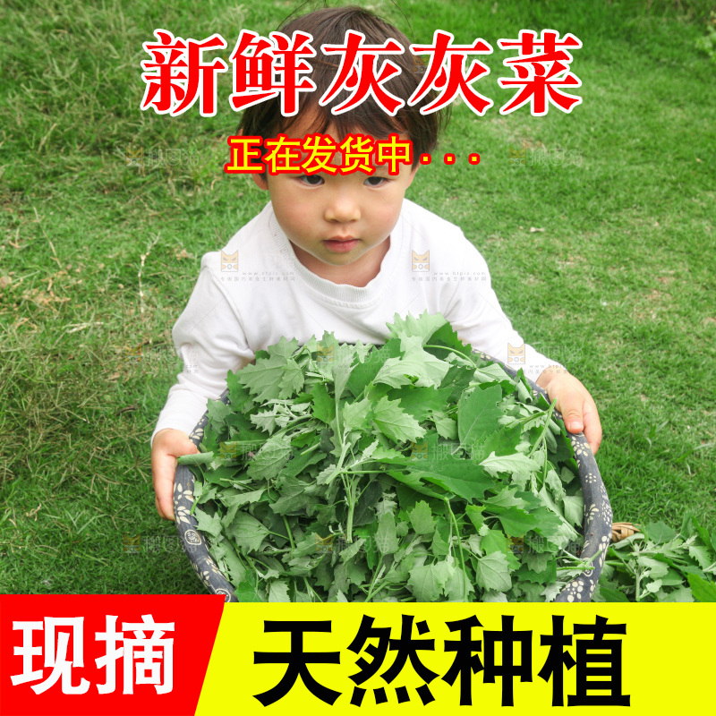 手里拿着新鲜灰灰菜