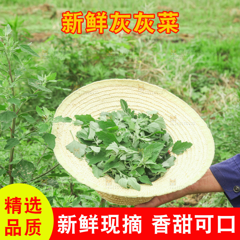 手里拿着新鲜灰灰菜