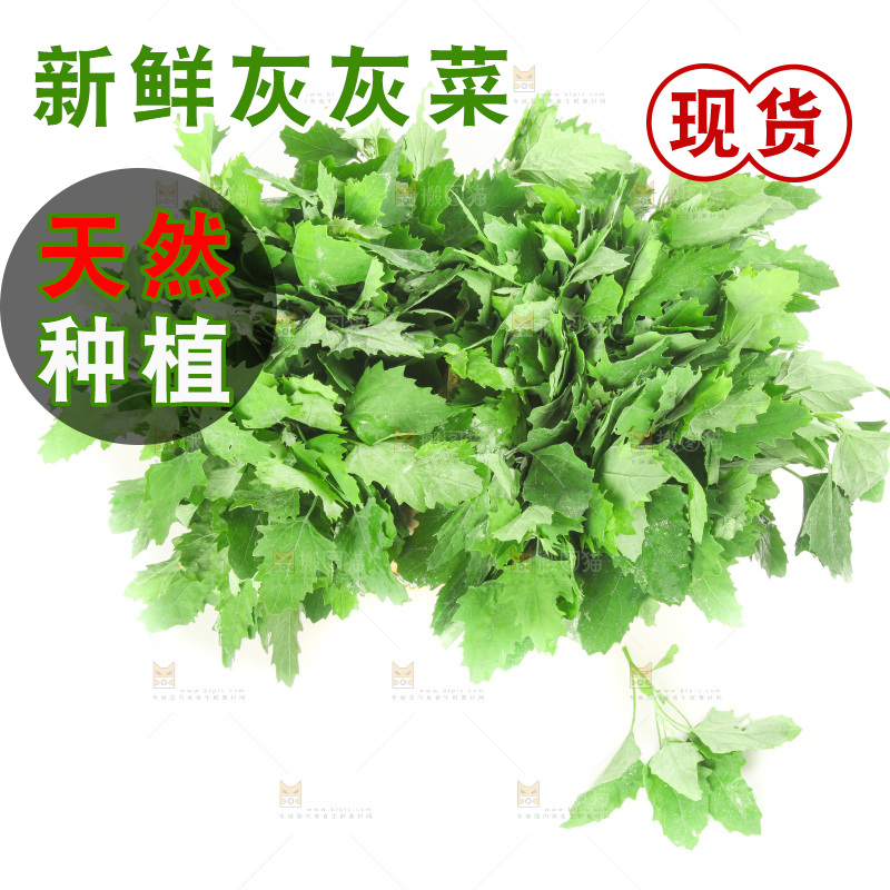 白底上的灰灰菜