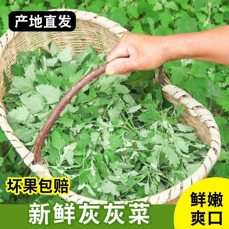 手里拿着新鲜灰灰菜